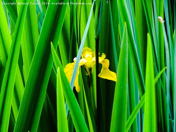Sunburst Iris Picture Board by Beryl Curran