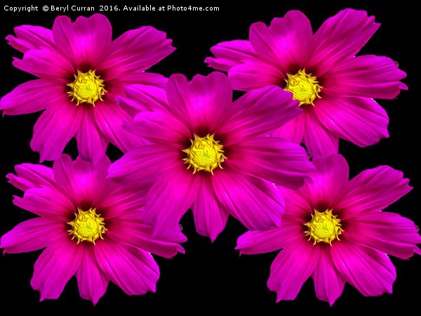 Vibrant Purple Cosmos Blooms Picture Board by Beryl Curran