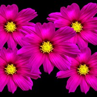 Buy canvas prints of Vibrant Purple Cosmos Blooms by Beryl Curran