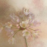 Buy canvas prints of Enchanting Wild Bellflowers by Beryl Curran