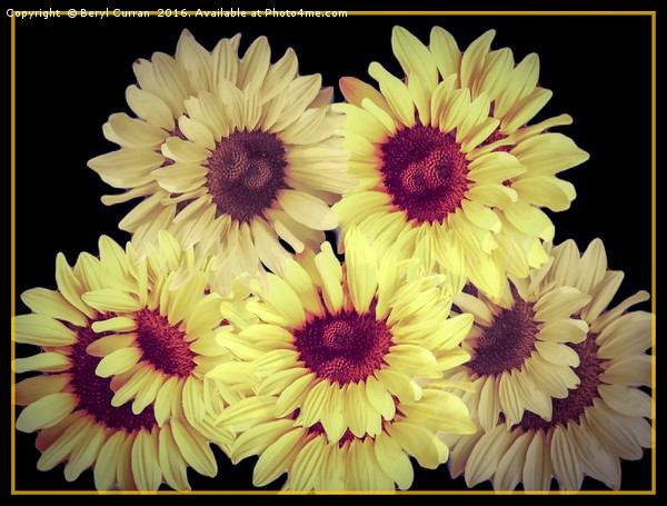 Radiant Summer Sunflowers Picture Board by Beryl Curran