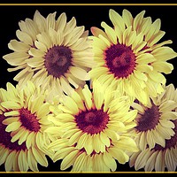 Buy canvas prints of Radiant Summer Sunflowers by Beryl Curran