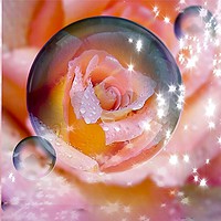 Buy canvas prints of Enchanted Rose Bubble by Beryl Curran