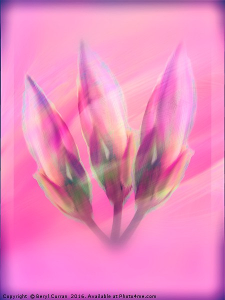 Pink Lily Buds in Modern Art Picture Board by Beryl Curran