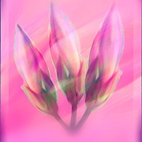 Buy canvas prints of Pink Lily Buds in Modern Art by Beryl Curran