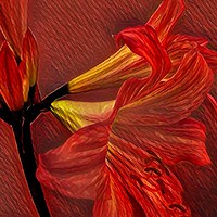 Buy canvas prints of Fiery Passion by Beryl Curran