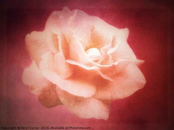 Peach Rose Blossom Picture Board by Beryl Curran