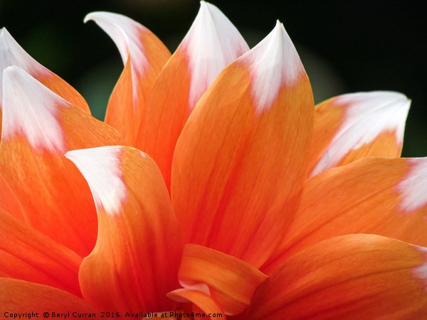 Vibrant Orange Dahlia Floral Display Picture Board by Beryl Curran