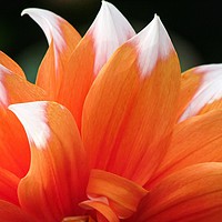 Buy canvas prints of Vibrant Orange Dahlia Floral Display by Beryl Curran