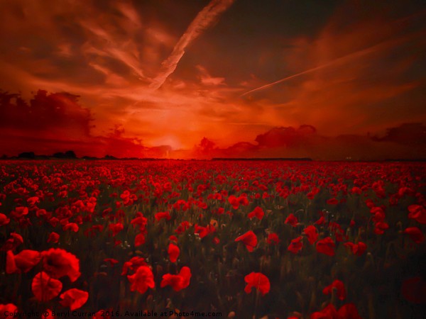Lest We Forget Poppy Field Picture Board by Beryl Curran