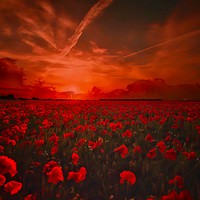 Buy canvas prints of Lest We Forget Poppy Field by Beryl Curran