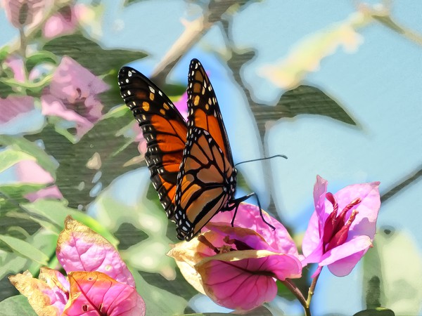 Butterfly Beauty Picture Board by Beryl Curran