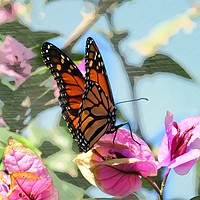 Buy canvas prints of Butterfly Beauty by Beryl Curran