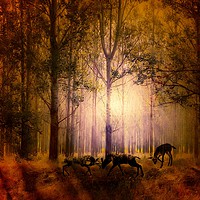 Buy canvas prints of Enchanted Nighttime Rutting Deers by Beryl Curran