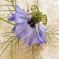 Buy canvas prints of Love in a  Mist by Beryl Curran