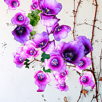 Buy canvas prints of Majestic Purple Climber by Beryl Curran