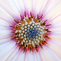 Buy canvas prints of Radiant Pink African Daisy by Beryl Curran