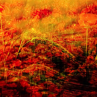 Buy canvas prints of Fields of Fire by Beryl Curran
