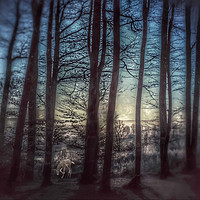 Buy canvas prints of Enchanting Winter Forest Scene by Beryl Curran