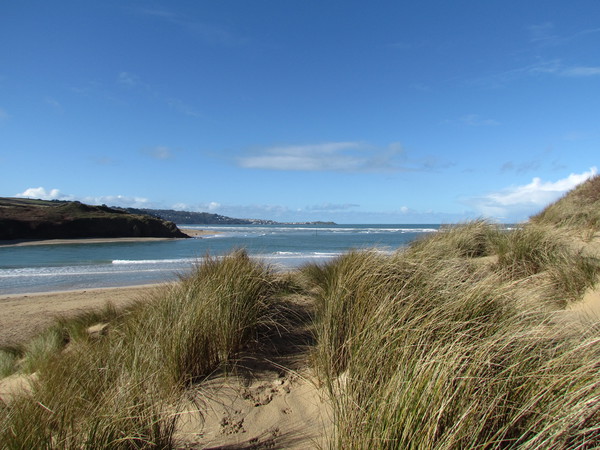 Serene Sand Dunes of Hayle  Picture Board by Beryl Curran