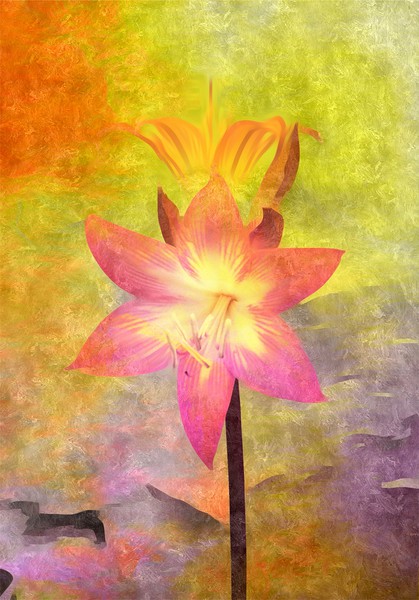 Vivid  Lily Picture Board by Beryl Curran