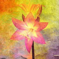 Buy canvas prints of Vivid  Lily by Beryl Curran