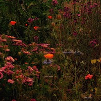 Buy canvas prints of Enchanting Blooms at Night by Beryl Curran