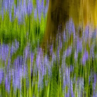 Buy canvas prints of Enchanting Bluebell Woods by Beryl Curran