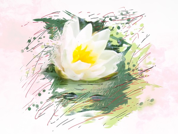 Water lily  Picture Board by Beryl Curran