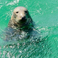 Buy canvas prints of Curious Sea Lion Greets Visitors by Beryl Curran