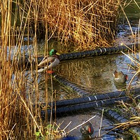 Buy canvas prints of Serene Sanctuary for River Wildlife by Beryl Curran