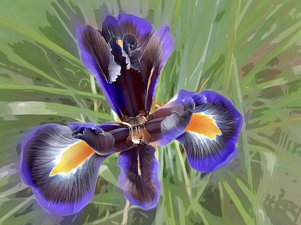 Majestic Purple Iris Picture Board by Beryl Curran