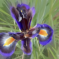 Buy canvas prints of Majestic Purple Iris by Beryl Curran