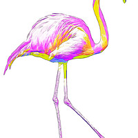 Buy canvas prints of Prideful Rainbow Flamingo by Beryl Curran