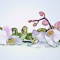 Buy canvas prints of Orchid  by Beryl Curran
