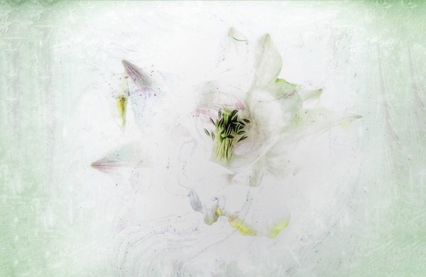 Enchanting Aquilegia Blooms Picture Board by Beryl Curran