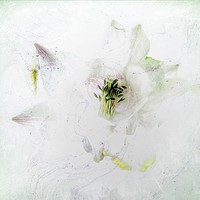 Buy canvas prints of Enchanting Aquilegia Blooms by Beryl Curran