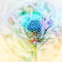 Buy canvas prints of Majestic Blue Thistle by Beryl Curran