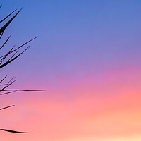 Buy canvas prints of Romantic Sunset Palms by Beryl Curran
