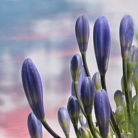 Buy canvas prints of Agapanthus  Lily of the Nile by Beryl Curran