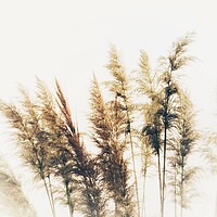 Buy canvas prints of Golden Pampas Grass in Autumn by Beryl Curran