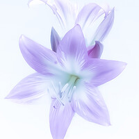 Buy canvas prints of Ethereal Lilac Lily by Beryl Curran