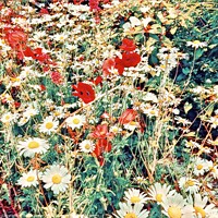 Buy canvas prints of Untamed Beauty A Wildflower Meadow by Beryl Curran