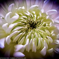 Buy canvas prints of Bold and Beautiful Blooms by Beryl Curran