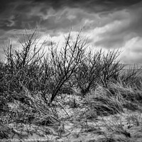 Buy canvas prints of Wild and Monochromatic Hayle Beach by Beryl Curran