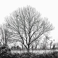 Buy canvas prints of Melancholic Winter Tree by Beryl Curran