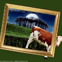 Buy canvas prints of Escaping Cow Returns Home by Beryl Curran