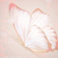 Buy canvas prints of Fluttering Beauty by Beryl Curran