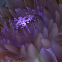 Buy canvas prints of Radiant Purple Bloom by Beryl Curran