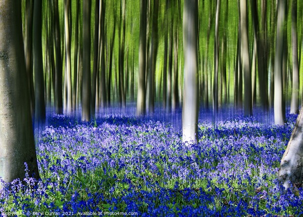Enchanted Bluebell Forest Picture Board by Beryl Curran